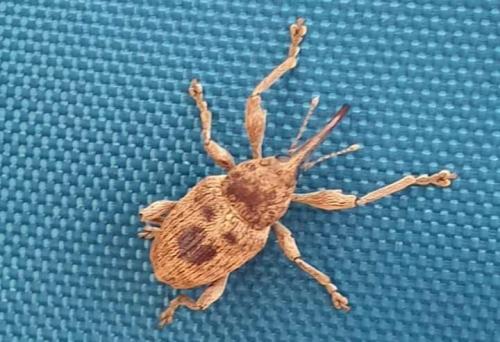 Réf. 253 133 : Curculio sp.